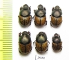 Onthophagus vacca, pair  Iran, E.Azerbaijan prov. - INSECTS-STORE.RU