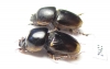 Aphodiinae sp., pair  Togo - INSECTS-STORE.RU