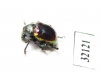 Chrysomelidae sp.  South Africa Rep. - INSECTS-STORE.RU