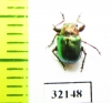 Chrysomelidae sp.  South Africa Rep. - INSECTS-STORE.RU