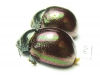 Chrysomelidae sp.  Tanzania - INSECTS-STORE.RU