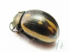 Chrysomelidae sp.  Mexico - INSECTS-STORE.RU
