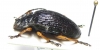 Chrysomelidae sp.  Indonesia, Papua - INSECTS-STORE.RU