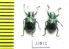 Chrysomelidae sp.  Indonesia, Sulawesi - INSECTS-STORE.RU