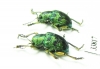 Chrysomelidae sp.  Indonesia, Sulawesi - INSECTS-STORE.RU