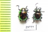 Chrysomelidae sp.  Laos - INSECTS-STORE.RU