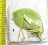 Orthoptera sp.  Peru - INSECTS-STORE.RU
