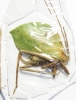 Orthoptera sp.  Peru - INSECTS-STORE.RU