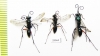 Hymenoptera sp.  India - INSECTS-STORE.RU