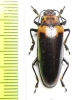 Erotylidae sp.  Malaysia - INSECTS-STORE.RU