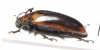 Erotylidae sp.  Malaysia - INSECTS-STORE.RU