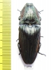 Elateridae sp.  Mexico - INSECTS-STORE.RU