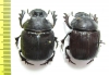 Heliocopris eryx, pair  Cote d'Ivoire - INSECTS-STORE.RU