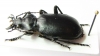 Calosoma peregrinator  USA - INSECTS-STORE.RU