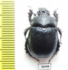 Enoplotrupes bieti, female  China - INSECTS-STORE.RU