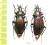 Carabus (Sphodristocarabus) armeniacus laevilineatus, pair  Abkhazia - INSECTS-STORE.RU