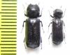 Bostrichidae sp.  Bolivia - INSECTS-STORE.RU