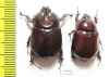 Phyllognathus excavatus, pair  Tunis - INSECTS-STORE.RU