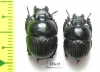Lethrus costatus, pair  Tajikistan - INSECTS-STORE.RU