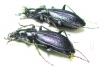 Carabus (Microtribax) kasakorum kasakorum, pair  Russia, N.Ossetia reg. - INSECTS-STORE.RU