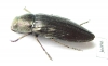 Buprestis haemorrhoidalis  Russia, Orenburg reg. - INSECTS-STORE.RU
