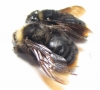 Bombus (Psithyrus) sp.  Russia, Kaluga reg. - INSECTS-STORE.RU