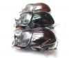 Copris laius, pair  Mali - INSECTS-STORE.RU