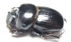 Catharsius sp.  Zambia - INSECTS-STORE.RU