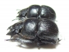 Lethrus costatus, pair  Tajikistan - INSECTS-STORE.RU