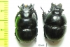 Lethrus superbus, pair  Uzbekistan - INSECTS-STORE.RU