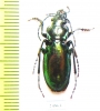 Carabus (Lipaster) stjernvalli gvalijai  Georgia - INSECTS-STORE.RU