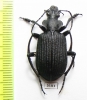 Calosoma sp. Malawi - INSECTS-STORE.RU