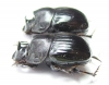 Copris laius, pair  Mali - INSECTS-STORE.RU