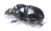Megatrupes cavicollis  Mexico - INSECTS-STORE.RU