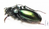 Carabus (Lipaster) stjernvalli gvalijai  Georgia - INSECTS-STORE.RU