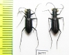 Prothyma leprieuri, pair  Senegal - INSECTS-STORE.RU