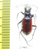 Cicindela pulchra  USA - INSECTS-STORE.RU