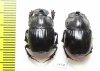 Copris laius, pair  Mali - INSECTS-STORE.RU