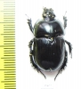 Megatrupes cavicollis  Mexico - INSECTS-STORE.RU