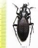 Carabus (Archiplectes) apollo tenebricosus  Abkhazia - INSECTS-STORE.RU