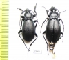 Carabus (Pachycarabus) roseri roseri, pair  Georgia - INSECTS-STORE.RU