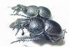 Lethrus crenulatus, male  Kazakhstan - INSECTS-STORE.RU