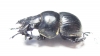 Lethrus tenuestriatus, male  Tajikistan - INSECTS-STORE.RU