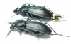 Carabus (Pachycarabus) roseri roseri, pair  Georgia - INSECTS-STORE.RU