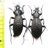 Carabus (Apotomopterus) grossefoveatus pingwuensis, pair  China - INSECTS-STORE.RU