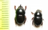 Hybalus maroccanus, pair  Morocco - INSECTS-STORE.RU