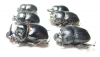 Copris lunaris, pair  Russia, Ingushetia reg. - INSECTS-STORE.RU