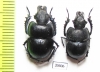 Lethrus crenulatus, male  Kazakhstan - INSECTS-STORE.RU