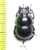 Lethrus tenuestriatus, male  Tajikistan - INSECTS-STORE.RU