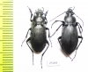 Carabus (Pachycarabus) staehlini rionicus, pair  Georgia - INSECTS-STORE.RU